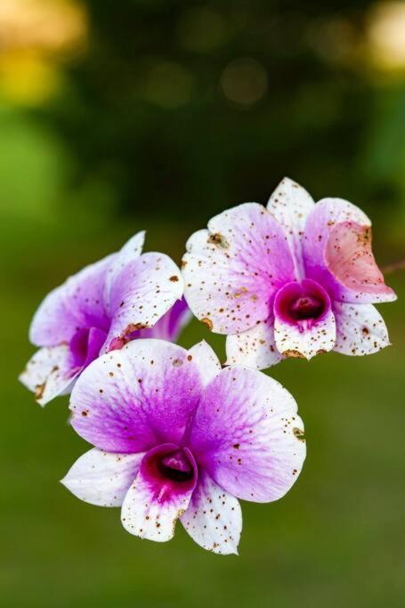 Recanto Dos Beija Flores, Chale Lantana C Monte Alegre do Sul Εξωτερικό φωτογραφία